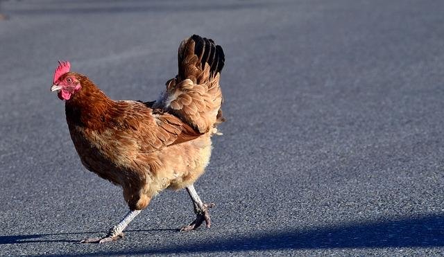Conoce las Nuevas Funcionalidades en Chicken Road 2 en Casinos Españoles - overview Conoce las Nuevas Funcionalidades en Chicken Road 2 en Casinos Españoles - overview